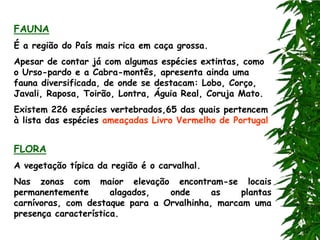 FAUNA
É a região do País mais rica em caça grossa.
Apesar de contar já com algumas espécies extintas, como
o Urso-pardo e a Cabra-montês, apresenta ainda uma
fauna diversificada, de onde se destacam: Lobo, Corço,
Javali, Raposa, Toirão, Lontra, Águia Real, Coruja Mato.
Existem 226 espécies vertebrados,65 das quais pertencem
à lista das espécies ameaçadas Livro Vermelho de Portugal


FLORA
A vegetação típica da região é o carvalhal.
Nas zonas com maior elevação encontram-se locais
permanentemente       alagados,  onde      as    plantas
carnívoras, com destaque para a Orvalhinha, marcam uma
presença característica.
 