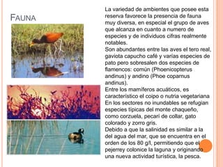La variedad de ambientes que posee esta
        reserva favorece la presencia de fauna
FAUNA   muy diversa, en especial el grupo de aves
        que alcanza en cuanto a numero de
        especies y de individuos cifras realmente
        notables.
        Son abundantes entre las aves el tero real,
        gaviota capucho café y varías especies de
        pato pero sobresalen dos especies de
        flamencos: común (Phoenicopterus
        andinus) y andino (Phoe coparnus
        andinus).
        Entre los mamíferos acuáticos, es
        característico el coipo o nutria vegetariana
        En los sectores no inundables se refugian
        especies típicas del monte chaqueño,
        como corzuela, pecarí de collar, gato
        colorado y zorro gris.
        Debido a que la salinidad es similar a la
        del agua del mar, que se encuentra en el
        orden de los 80 g/l, permitiendo que el
        pejerrey colonice la laguna y originando
        una nueva actividad turística, la pesca.
 