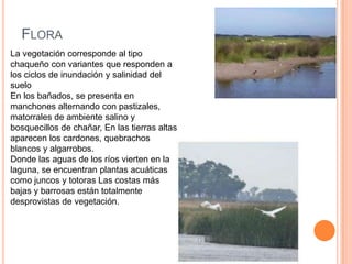 FLORA
La vegetación corresponde al tipo
chaqueño con variantes que responden a
los ciclos de inundación y salinidad del
suelo
En los bañados, se presenta en
manchones alternando con pastizales,
matorrales de ambiente salino y
bosquecillos de chañar, En las tierras altas
aparecen los cardones, quebrachos
blancos y algarrobos.
Donde las aguas de los ríos vierten en la
laguna, se encuentran plantas acuáticas
como juncos y totoras Las costas más
bajas y barrosas están totalmente
desprovistas de vegetación.
 