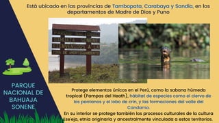 PARQUE
NACIONAL DE
BAHUAJA
SONENE
Está ubicado en las provincias de Tambopata, Carabaya y Sandia, en los
departamentos de Madre de Dios y Puno
Protege elementos únicos en el Perú, como la sabana húmeda
tropical (Pampas del Heath), hábitat de especies como el ciervo de
los pantanos y el lobo de crin, y las formaciones del valle del
Candamo.
En su interior se protege también los procesos culturales de la cultura
Ese’eja, etnia originaria y ancestralmente vinculada a estos territorios.
 