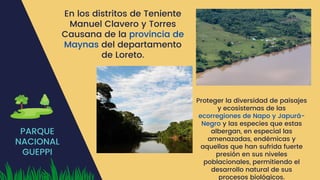 PARQUE
NACIONAL
GUEPPI
En los distritos de Teniente
Manuel Clavero y Torres
Causana de la provincia de
Maynas del departamento
de Loreto.
Proteger la diversidad de paisajes
y ecosistemas de las
ecorregiones de Napo y Japurá-
Negro y las especies que estas
albergan, en especial las
amenazadas, endémicas y
aquellas que han sufrida fuerte
presión en sus niveles
poblacionales, permitiendo el
desarrollo natural de sus
procesos biológicos.
 