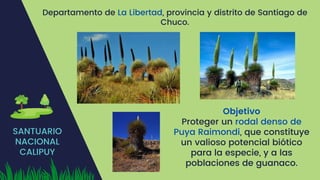SANTUARIO
NACIONAL
CALIPUY
Departamento de La Libertad, provincia y distrito de Santiago de
Chuco.
Objetivo
Proteger un rodal denso de
Puya Raimondi, que constituye
un valioso potencial biótico
para la especie, y a las
poblaciones de guanaco.
 