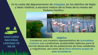 SANTUARIO
NACIONAL
LAGUNAS DE
MEJÍA
En la costa del departamento de Arequipa, en los distritos de Mejía
y Dean Valdivia, a escasos metros de la línea de la marea del
Océano Pacífico.
Objetivo
Conservar una muestra representativa de humedales
costeros con condiciones ambientales óptimas para el
normal desarrollo de las poblaciones de aves residentes
y migratorias, así como de la flora silvestre propia de
este ecosistema.
 