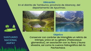 SANTUARIO
NACIONAL
AMPAY
Ubicación
En el distrito de Tamburco, provincia de Abancay, del
departamento de Apurímac.
Objetivo
Conservar con carácter de intangible un relicto de
Intimpa, único en su género (Podocarpus
glomeratus), en asociación con su flora y fauna
silvestre, así como la cuenca hidrográfica del río
Pachachaca.
 