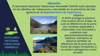 SANTUARIO
NACIONAL
TABACONAS
NAMBALLE
Ubicación
El Santuario Nacional Tabaconas Namballe (SNTN) está ubicado
en los distritos de Tabaconas y Namballe en la provincia de San
Ignacio en el departamento de Cajamarca.
Objetivo
El SNTN protege el páramo
más austral de los Andes, el
cual se diferencia de la puna
por contener pajonales y
matorrales muy húmedos y
cubiertos casi
permanentemente por
neblinas. Asimismo, el
páramo también se
diferencia de la puna por su
fauna de origen amazónico y
no andino-patagónico como
el resto.
 