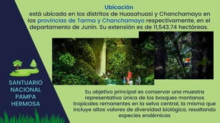 SANTUARIO
NACIONAL
PAMPA
HERMOSA
Ubicación
está ubicada en los distritos de Huasahuasi y Chanchamayo en
las provincias de Tarma y Chanchamayo respectivamente, en el
departamento de Junín. Su extensión es de 11,543.74 hectáreas.
Su objetivo principal es conservar una muestra
representativa única de los bosques montanos
tropicales remanentes en la selva central, la misma que
incluye altos valores de diversidad biológica, resaltando
especies endémicas
 