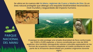 PARQUE
NACIONAL
DEL MANU
El parque no sólo protege una amplia diversidad de flora conformada
por 2,000 a 5,000 especies; y fauna constituida por más de 2000
especies, sino también salvaguarda valores culturales expresados en las
formas de ocupación humana adaptada al medio ambiente en esta
parte de la Amazonía desarrollada por pueblos originarios durante
siglos.
Se ubica en la cuenca del río Manu, regiones de Cusco y Madre de Dios. Es un
área natural protegida que alberga una exquisita biodiversidad reconocida a
nivel mundial y resguardada del impacto humano.
 