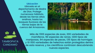 TAMBOPATA
CANDAMO
Ubicación
Ubicada en el
departamento de Madre
de Dios. Protege
numerosos hábitats,
desde las tierras altas
andinas, hasta los
bosques lluviosos de las
tierras bajas de la
cuenca del Amazonas.
Más de 1300 especies de aves, 200 variedades de
mamíferos, 90 especies de ranas, 1200 tipos de
mariposas, 94 especies de peces, 135 tipos de hormigas
y 10 000 variedades de helechos están protegidos dentro
de esta reserva, y los científicos continúan descubriendo
nuevas especies.
 