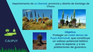 CALIPUY
Departamento de La Libertad, provincia y distrito de Santiago de
Chuco.
Objetivo
Proteger un rodal denso de
Puya Raimondi, que constituye
un valioso potencial biótico
para la especie, y a las
poblaciones de guanaco.
 