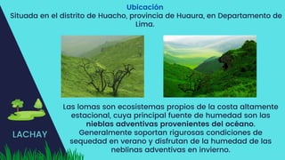 LACHAY
Ubicación
Situada en el distrito de Huacho, provincia de Huaura, en Departamento de
Lima.
Las lomas son ecosistemas propios de la costa altamente
estacional, cuya principal fuente de humedad son las
nieblas adventivas provenientes del océano.
Generalmente soportan rigurosas condiciones de
sequedad en verano y disfrutan de la humedad de las
neblinas adventivas en invierno.
 