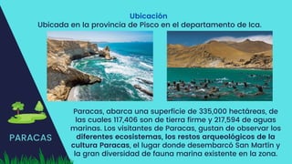 PARACAS
Ubicación
Ubicada en la provincia de Pisco en el departamento de Ica.
Paracas, abarca una superficie de 335,000 hectáreas, de
las cuales 117,406 son de tierra firme y 217,594 de aguas
marinas. Los visitantes de Paracas, gustan de observar los
diferentes ecosistemas, los restos arqueológicos de la
cultura Paracas, el lugar donde desembarcó San Martín y
la gran diversidad de fauna marina existente en la zona.
 