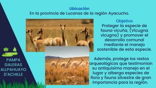 PAMPA
GALERAS
ALLPAHUAYO
D'ACHILLE
Ubicación
En la provincia de Lucanas de la región Ayacucho.
Objetivo
Proteger la especie de
fauna vicuña, (Vicugna
vicugna) y promover el
desarrollo comunal
mediante el manejo
sostenible de esta especie.
Además, protege los restos
arqueológicos que testimonian
su antiquísimo manejo en el
lugar y alberga especies de
flora y fauna silvestre de gran
importancia para la región.
 