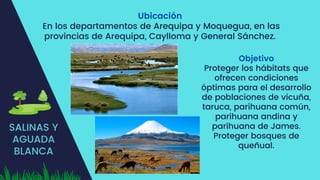 SALINAS Y
AGUADA
BLANCA
Ubicación
En los departamentos de Arequipa y Moquegua, en las
provincias de Arequipa, Caylloma y General Sánchez.
Objetivo
Proteger los hábitats que
ofrecen condiciones
óptimas para el desarrollo
de poblaciones de vicuña,
taruca, parihuana común,
parihuana andina y
parihuana de James.
Proteger bosques de
queñual.
 
