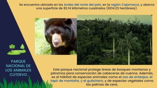 PARQUE
NACIONAL DE
LOS ANIMALES
CUTERVO
Este parque nacional protege áreas de bosques montanos y
páramos para conservación de cabeceras de cuenca.​Además,
es el hábitat de especies animales como el oso de anteojos,​el
tapir de montaña,​y el guácharo;​y de especies vegetales como
las palmas de cera.​
Se encuentra ubicado en los Andes del norte del país, en la región Cajamarca, y abarca
una superficie de 82.14 kilómetros cuadrados (8214.23 hectáreas).​
 