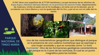 PARQUE
NACIONAL DE
TINGO MARIA
El PNT tiene una superficie de 4,777.80 hectáreas y ocupa terrenos de los distritos de
Rupa Rupa y Mariano Dámaso Beraún, en la provincia de Leoncio Prado, departamento
de Huánuco. Limita al oeste con el río Huallaga y al norte con el río Monzón, por el
occidente con Cerro Blanco y con la quebrada del río Oro, y por el sur con el valle del río
Santa.
Uno de las características geográficas que distingue al parque
es la presencia de una cadena montañosa que se asemeja a
una mujer acostada y que es conocida como “La Bella
Durmiente”. Otra de las formaciones geológicas características
del parque es la Cueva de las Lechuzas, la cual es un punto
magnético para los turistas.
 