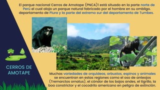 CERROS DE
AMOTAPE
El parque nacional Cerros de Amotape (PNCA)1​está situado en la parte norte de
Perú el cual aloja un parque natural fabricado por el hombre en su ombligo.
departamento de Piura y la parte del extremo sur del departamento de Tumbes.
Muchas variedades de orquídeas, arbustos, espinos y animales
se encuentran en estas regiones como el oso de anteojos
(Tremarctos ornatus), el cóndor de los bajos andes, el tigrillo, la
boa constrictor y el cocodrilo americano en peligro de extinción.
 
