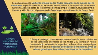 PARQUE
NACIONAL DE
YANACHAGA
- CHEMILLÉN
Se encuentra en la vertiente oriental de los Andes peruanos en la cuenca del río
Amazonas, específicamente en la Selva Central del Perú. Su superficie se extiende
1,220 km². Abarca parte de los distritos de Oxapampa, Iscozacín, Huancabamba,
Pozuzo y Villa Rica en el provincia de Oxapampa, departamento de Pasco, Perú.
El Parque protege muestras representativas de los ecosistemas
de las vertientes orientales de los Andes y su transición hacia
la selva baja, además de especies de flora y fauna en peligro
de extinción, como: decenas de especies de tangaras, aves de
altura, gramíneas, bromelias y centenares de orquídeas.
 