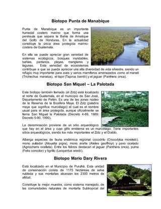 Biotopo Punta de Manabique
Punta de Manabique es un importante
humedal costero marino que forma una
península que separa la Bahía de Amatique
del Golfo de Honduras. En la actualidad
constituye la única área protegida marino-
costera de Guatemala.
En ella se puede apreciar gran variedad de
sistemas ecológicos, bosques inundables,
bahías, pantanos, playas, manglares y
lagunas. Esta variedad de ecosistemas
contribuye a que se pueda apreciar una alta diversidad de vida silvestre, siendo un
refugio muy importante para aves y varios mamíferos amenazados como el manatí
(Trichechus manatus), el tapir (Tapirus bairdii) y el jaguar (Panthera onca).
Biotopo San Miquel – La Palotada
Este biotopo también llamado (el Zotz) está localizado
al norte de Guatemala, en el municipio de San José,
Departamento de Petén. Es una de las zonas núcleo
de la Reserva de la Biosfera Maya. El Zotz (palabra
maya que significa murciélago) el cual es el nombre
usual para el área protegida, aunque oficialmente se
llama San Miguel la Palotada (Decreto 4-89, 1989;
Decreto 5-90, 1990).
La denominación proviene de un sitio arqueológico
que hay en el área y cuyo glifo emblema es un murciélago. Tiene importantes
sitios arqueológicos, siendo los más importantes el Zotz y el Diablo.
Alberga especies de fauna endémica regional: cocodrilo (Crocodylus moreletii),
mono aullador (Alouatta pigra), mono araña (Ateles geoffroyi) y pavo ocelado
(Agriocharis ocellata). Entre los felinos destacan el jaguar (Panthera onca), puma
(Felis concolor) y tigrillo (Leopardus wiedii).
Biotopo Mario Dary Rivera
Está localizado en el Municipio de Purulhá. Esta unidad
de conservación consta de 1175 hectáreas de selva
nublada y sus montañas alcanzan los 2300 metros de
altitud.
Constituye la mejor muestra, como sistema manejado, de
las comunidades naturales de montaña Subtropical del
 