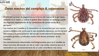Otros machos del complejo A. cajennense
• El principal carácter de diagnóstico es la forma del cuerpo de la garrapata,
redondo en A. mixtum y oval en A. patinoi. Este caracter, sin embargo, puede
ser engañoso dependiendo de las condiciones de conservación de la
garrapata.
• Los machos de A. tonelliae y A. interandinum se caracterizan por una mancha
postero-mediana más ancha que la raya esmaltada adyacente, una forma oval
del cuerpo, y la parte posterior del escudo moderadamente punteada, con
punteados grandes y profundos, mucho más densos alrededor de las
manchas.
• Son estrechamente relacionados morfológicamente, pero en A. tonelliae las
áreas marrones del escudo son de un color rojo óxido, mientras que en A.
interandinum son consistentemente de un color amarillento más tenue.
(Benavides, 2016)
 