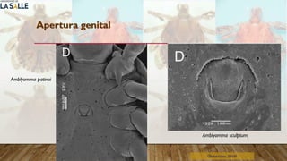 Apertura genital
(Benavides, 2016)
Amblyomma patinoi
Amblyomma sculptum
 