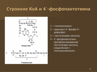 11
Строение КоА и 4´-фосфопантотеина
1 – тиоэтаноламин;
2 – аденозил-3´-фосфо-5´-
дифосфат;
3 – пантотеновая кислота;
4 - 4´-фосфопантотеин
(фосфорилированная
пантотенвая кислота,
соединённая с
тиоэтаноламином).
 