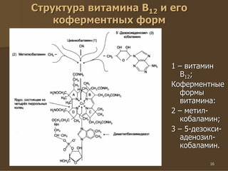 16
Структура витамина В12 и его
коферментных форм
1 – витамин
В12;
Коферментные
формы
витамина:
2 – метил-
кобаламин;
3 – 5-дезокси-
аденозил-
кобаламин.
 