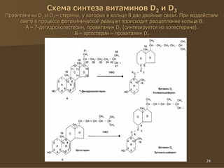 24
Схема синтеза витаминов D2 и D3
Провитамины D2 и D3 – стерины, у которых в кольце В две двойные связи. При воздействии
света в процессе фотохимической реакции происходит расщепление кольца В.
А – 7-дегидрохолестерин, провитамин D3 (синтезируется из холестерина).
Б – эргостерин – провитамин D2
 