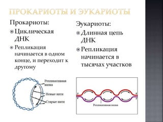 Прокариоты: 
 Циклическая 
ДНК 
 Репликация 
начинается в одном 
конце, и переходит к 
другому 
Эукариоты: 
 Длинная цепь 
ДНК 
 Репликация 
начинается в 
тысячах участков 
 