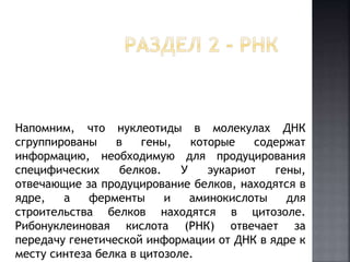 Напомним, что нуклеотиды в молекулах ДНК 
сгруппированы в гены, которые содержат 
информацию, необходимую для продуцирования 
специфических белков. У эукариот гены, 
отвечающие за продуцирование белков, находятся в 
ядре, а ферменты и аминокислоты для 
строительства белков находятся в цитозоле. 
Рибонуклеиновая кислота (РНК) отвечает за 
передачу генетической информации от ДНК в ядре к 
месту синтеза белка в цитозоле. 
 
