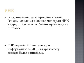 • Гены, отвечающие за продуцирование 
белков, находятся в составе молекулы ДНК 
в ядре; строительство белков происходит в 
цитозоле 
• РНК переносит генетическую 
информацию от ДНК в ядре к месту 
синтеза белка в цитозоле. 
 