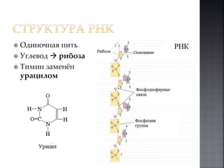  Одиночная нить 
 Углевод  рибоза 
 Тимин заменён 
урацилом 
 