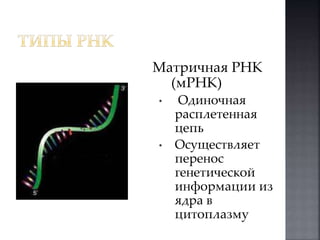 Матричная РНК 
(мРНК) 
• Одиночная 
расплетенная 
цепь 
• Осуществляет 
перенос 
генетической 
информации из 
ядра в 
цитоплазму 
 