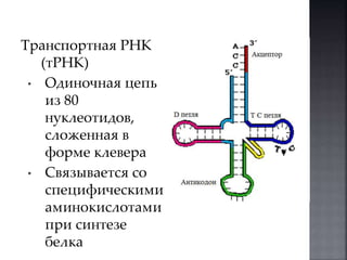 Транспортная РНК 
(тРНК) 
• Одиночная цепь 
из 80 
нуклеотидов, 
сложенная в 
форме клевера 
• Связывается со 
специфическими 
аминокислотами 
при синтезе 
белка 
 