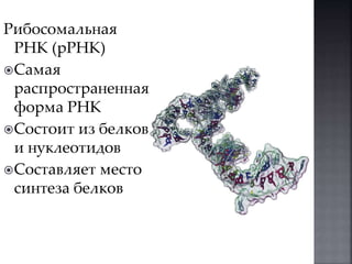 Рибосомальная 
РНК (рРНК) 
Самая 
распространенная 
форма РНК 
Состоит из белков 
и нуклеотидов 
Составляет место 
синтеза белков 
 