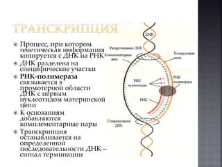  Процесс, при котором 
генетическая информация 
копируется с ДНК на РНК 
 ДНК разделена на 
специфические участки 
 РНК-полимераза 
связывается в 
промотерной области 
ДНК с первым 
нуклеотидом материнской 
цепи 
 К основаниям 
добавляются 
комплементарные пары 
 Транскрипция 
останавливается на 
определенной 
последовательности ДНК – 
сигнал терминации 
 
