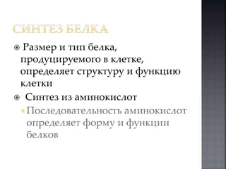  Размер и тип белка, 
продуцируемого в клетке, 
определяет структуру и функцию 
клетки 
 Синтез из аминокислот 
 Последовательность аминокислот 
определяет форму и функции 
белков 
 