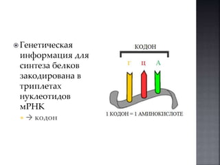  Генетическая 
информация для 
синтеза белков 
закодирована в 
триплетах 
нуклеотидов 
мРНК 
  кодон 
 
