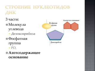 3 части: 
 Молекула 
углевода 
 Дезоксирибоза 
 Фосфатная 
группа 
 PO4 
 Азотсодержащее 
основание 
 
