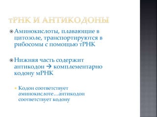  Аминокислоты, плавающие в 
цитозоле, транспортируются в 
рибосомы с помощью тРНК 
 Нижняя часть содержит 
антикодон  комплементарно 
кодону мРНК 
 Кодон соответствует 
аминокислоте…антикодон 
соответствует кодону 
 
