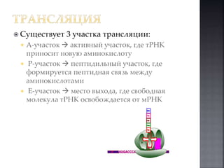  Существует 3 участка трансляции: 
 A-участок  активный участок, где тРНК 
приносит новую аминокислоту 
 P-участок  пептидильный участок, где 
формируется пептидная связь между 
аминокислотами 
 E-участок  место выхода, где свободная 
молекула тРНК освобождается от мРНК 
 