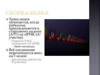  Трансляция 
начинается, когда 
рибосома 
присоединяется к 
стартовому кодому 
(АУГ) на мРНК (А- 
участок) 
 Парный УАЦ, 
антикодон на тРНК 
 Несёт метионин 
 Всё соединение 
перемещается вниз 
на 1 кодон 
 (метионин сейчас на 
P-участке) 
 