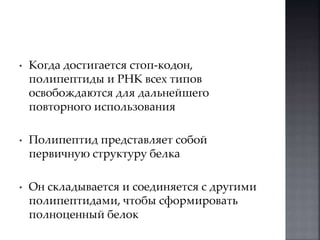 • Когда достигается стоп-кодон, 
полипептиды и РНК всех типов 
освобождаются для дальнейшего 
повторного использования 
• Полипептид представляет собой 
первичную структуру белка 
• Он складывается и соединяется с другими 
полипептидами, чтобы сформировать 
полноценный белок 
 