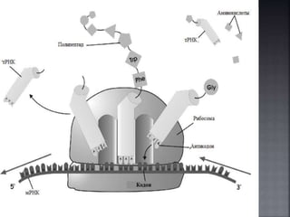 Reaviz sintez belka синтез белка