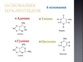 4 основания 
Tимин 
 Цитозин 
 Аденин 
 Гуанин 
 