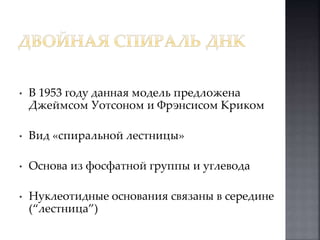 • В 1953 году данная модель предложена 
Джеймсом Уотсоном и Фрэнсисом Криком 
• Вид «спиральной лестницы» 
• Основа из фосфатной группы и углевода 
• Нуклеотидные основания связаны в середине 
(“лестница”) 
 