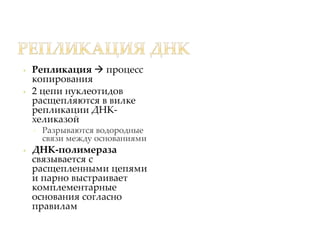 • Репликация  процесс 
копирования 
• 2 цепи нуклеотидов 
расщепляются в вилке 
репликации ДНК- 
хеликазой 
▫ Разрываются водородные 
связи между основаниями 
• ДНК-полимераза 
связывается с 
расщепленными цепями 
и парно выстраивает 
комплементарные 
основания согласно 
правилам 
 