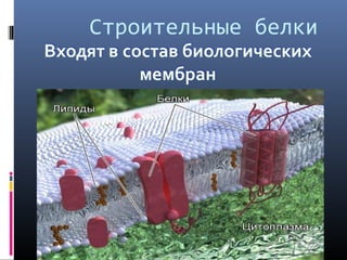 Строительные белки
 