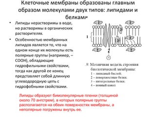 •

•

Клеточные мембраны образованы главным
образом молекулами двух типов: липидами и
белками.

Липиды нерастворимы в воде,
но растворимы в органических
растворителях.
Особенностью мембранных
липидов является то, что на
одном конце их молекулы есть
полярные группы (например, –
СООН), обладающие
гидрофильными свойствами,
тогда как другой ее конец
представляет собой длинную
углеводородную цепь с
гидрофобными свойствами.

Липиды образуют бимолекулярные пленки (толщиной
около 70 ангстрем), в которых полярные группы
располагаются на обеих поверхностях мембраны, а
неполярные погружены внутрь ее.

 