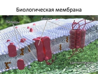 Биологическая мембрана

 
