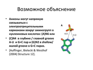 Возможное объяснение
• Анионы могут напрямую
связываться с
электроотрицительными
карманами вокруг аминогрупп в
нуклеиновых кислотах: (A)N6 или
• (C)N4 в глубине / главной groove
A-U и G+C пар и (G)N2 в shallow/
малой groove в G=C парах.
• [Auffinger, Bielecki & Westhof
(2004) Structure 12].

 